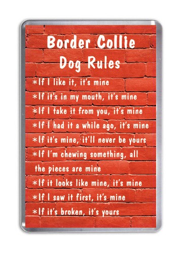 Border collie dog - collie, funny