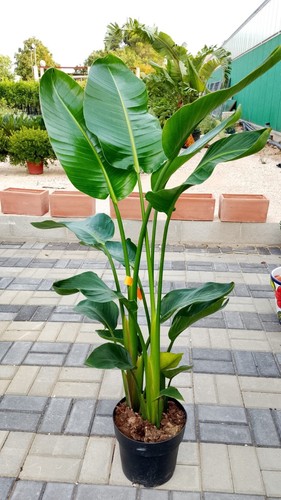 Pianta strelitzia augusta - pianta, di