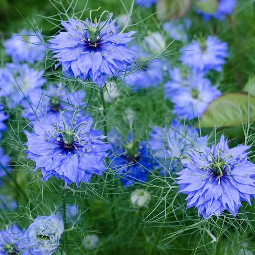 150 semi nigella sativa - 150,