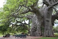Adansonia digitata, African
