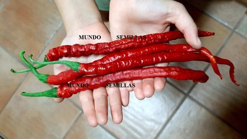 Peperoncino chilli longhorn - chilli,
