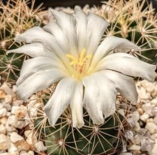 Thelocactus bicolor var