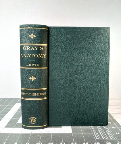 Gray anatomy lewis - gray's,