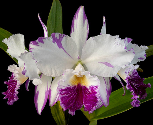 Cattleya labiata var