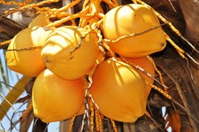Cocos Nucifera COCCO (GIALLO) pianta esotica palma pronta in vaso,1 SEME VIVO