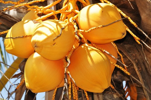 Cocos nucifera cocco - nucifera,