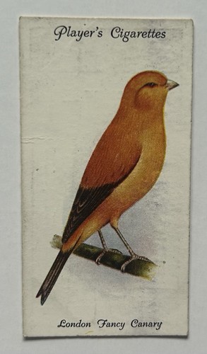 Giocatore aviaria uccellini - giocatore,