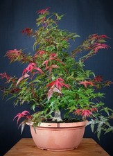 Acero palmato Deshojo (Acer palmatum)