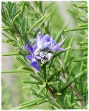 Pianta di ROSMARINO OFFICINALE