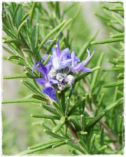 Pianta rosmarino officinale - di,