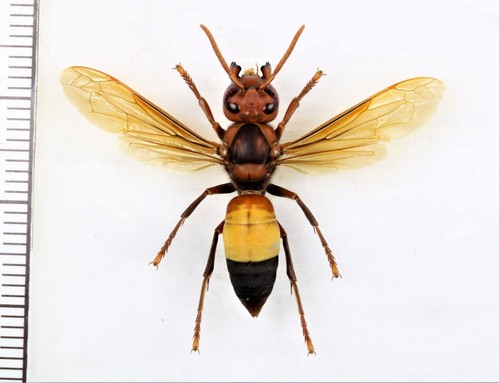 Vespidae vespa affinis 1 - vespidae:,