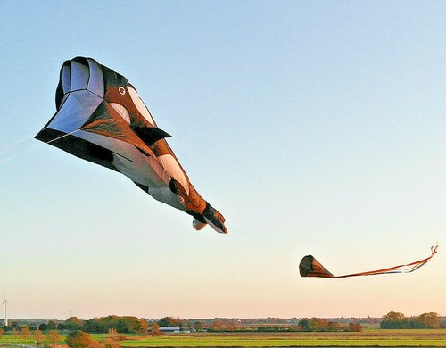 Orca parafoil kite coda - kite,