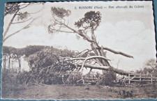 1913 PISA - SAN ROSSORE Pini