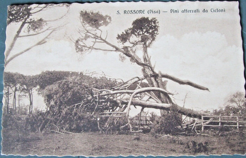 1913 pisa san - 1913, rossore