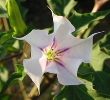 🔥 Datura bianco viola 15
