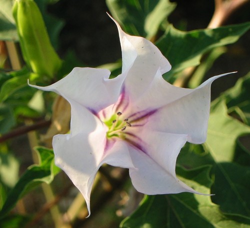 Datura weiss lila - 🔥,