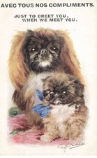 Cane Cucciolo Pechinese