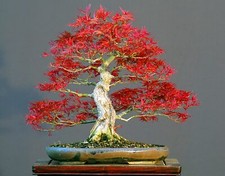 50 Bonsai Tree Seeds, Japanese