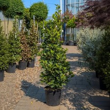 Alloro "Laurus nobilis" pianta