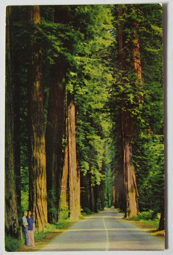 Cartolina california redwoods - california,