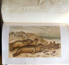 A.E.BREHM THE LIFE OF