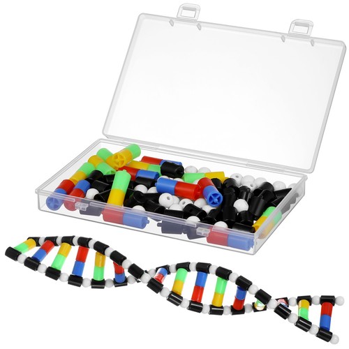 Modello dna doppia - di,