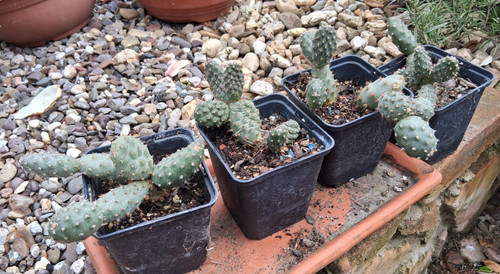 Opuntia polyacantha - , v