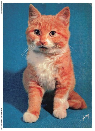 Ashp2 0137 gatto gattini di - -,