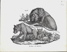 1837ca LEONE E LEONESSA