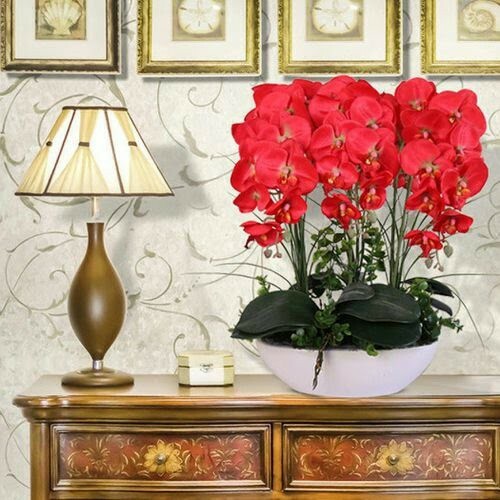 Orchidea rossa semi