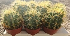  Ferocactus Glaucescens  Pot8