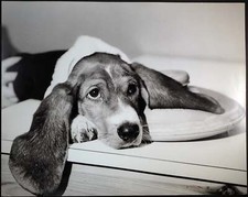 Foto vintage Animali Cane beagle Ft 483 - Stampa 27x37 cm