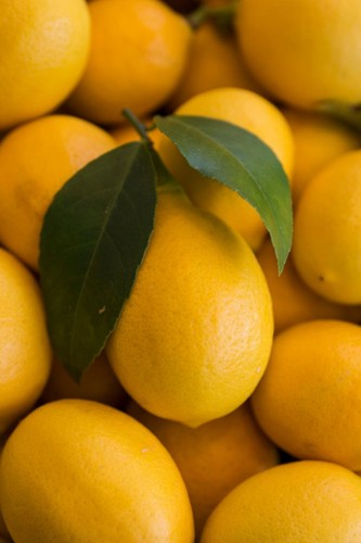 Pianta limone meyer - pianta, di