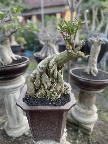 Adenium obesum arabicum radici - obesum,