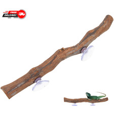 Drago Barbuto Ramo in Legno
