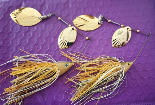 Nuovi angelfish bass boss - 2,