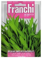 80 Semi/Seeds SILENE