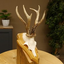 Punta Di Corno Di Cervo