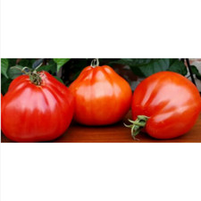 50 semi di POMODORO RED PEAR