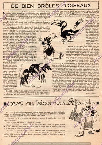Drole oiseau kalao borneo - kalao,