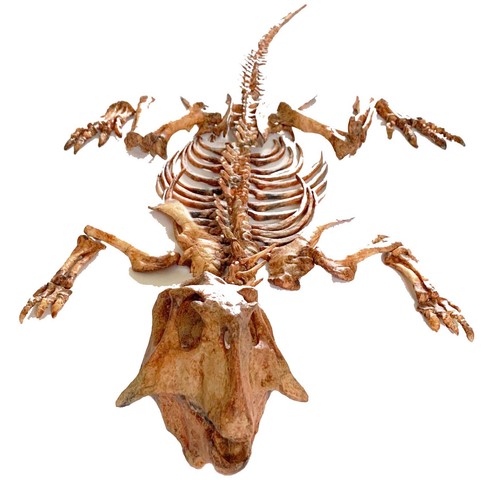 Psittacosaurus dinosaur - psittacosaurus,