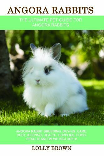 Angora rabbits rabbit - rabbits:,