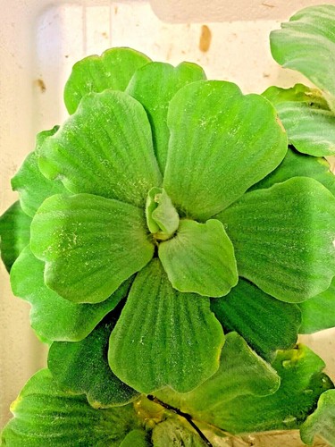 Pistia stratiotes jumbo - pistia,