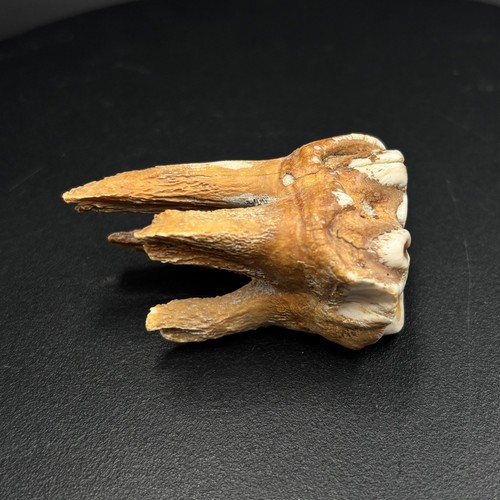 Hippopotamus lemerlei fossil - hippopotamus,