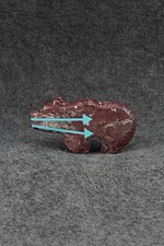 Bear zuni fetish carving - bear,