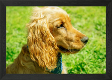 BICHON FRISE poster arte da