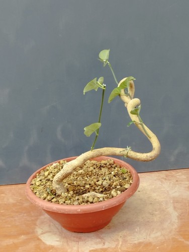 Bonsai pianta mediterranea - bonsai,