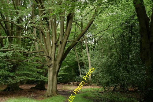 Photo 6x4 epping forest - 6x4, trees