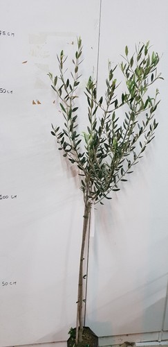 Piante di ulivo leccino - piante,