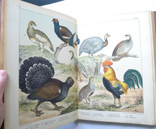 IDEA REGALO ILLUSTRATO LIBRO ANTICO HOEPLI  ANIMALI ZOOLOGIA SORDELLI MILANO